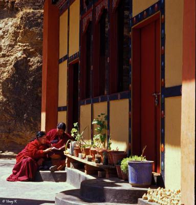 Buddhist Nuns Reading the Scriptures