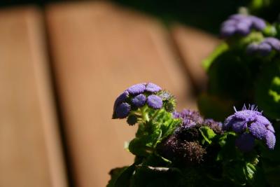 purpleflower2.jpg