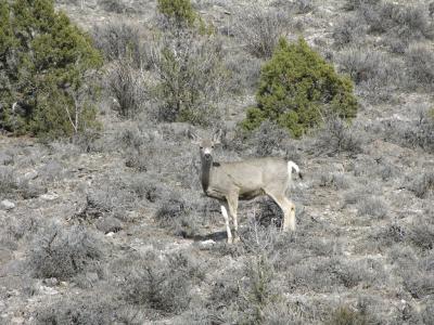 Mule Deer, Arbon Valley DSCN0208.jpg
