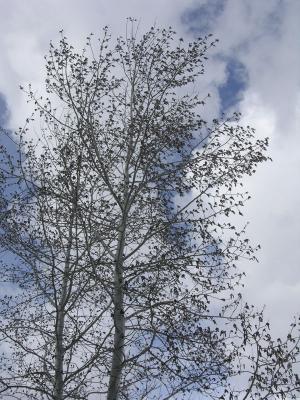 blooming aspen DSCN0546.jpg