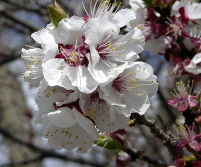 Apricot Tree Blooms DSCN0842.jpg