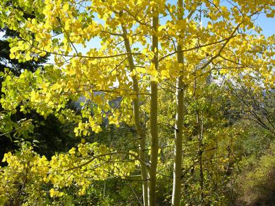 Fall foliage (aspen), Crestline Trail Nikon Coolpix 045.jpg