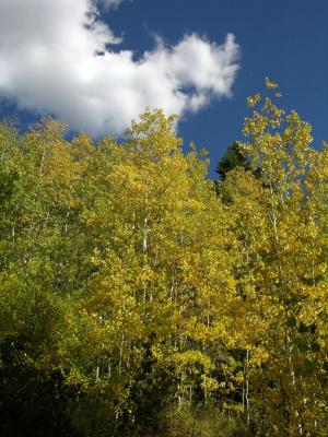 Autumn leaves (aspen) on Scout Mountain Nikon Coolpix 040.jpg