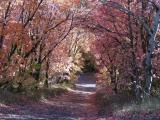City Creek Autumn Scene with Maple Trees p9240023 small.jpg