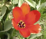 Tulip DSCN0605.jpg