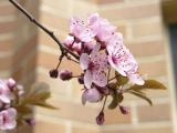 Thundercloud Plum Blooms ISU Admin Bldg DSCN0845.jpg