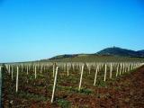Vineyard