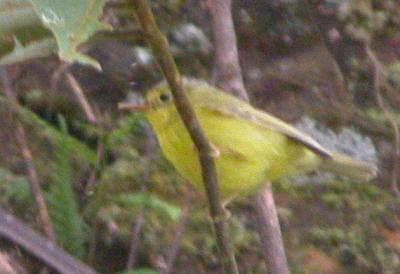 Bird2.jpg