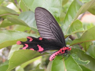 Atrophaneura crassippes.jpg