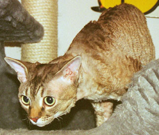 EC S*Citrinen's Anakin Skywalker DRX n24