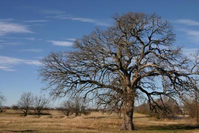 Winter tree