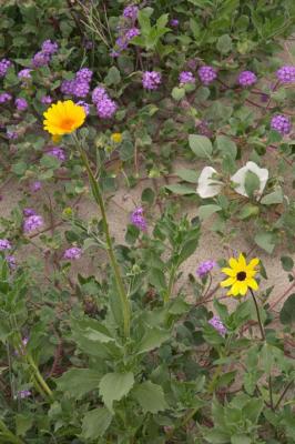 CRW_2454.jpg
