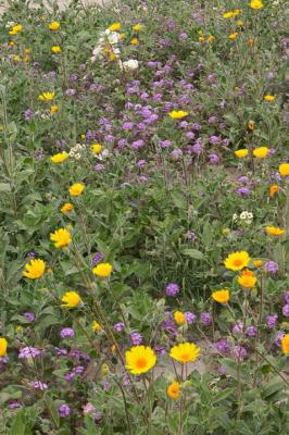 CRW_2455.jpg