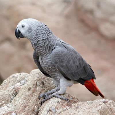 Arnie (African Gray)