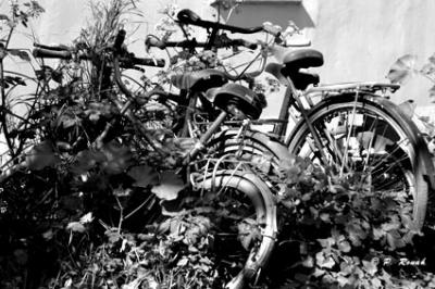 Vieilles bicyclettes - entre deux saisons, en attendant le retour des enfants.