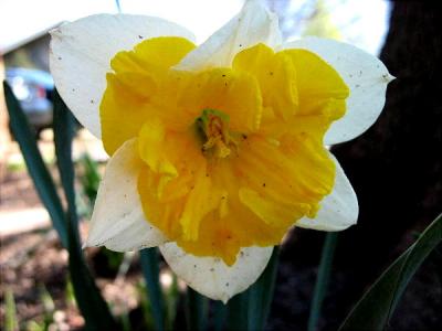 One of my mom's daffodils that I transplanted. Hope the rest bloom too.