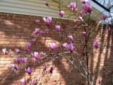 Our Magnolia