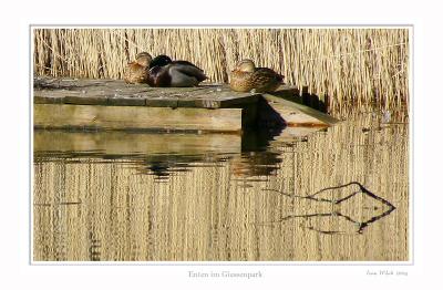 Enten im Giessenpark (Bad Ragaz)