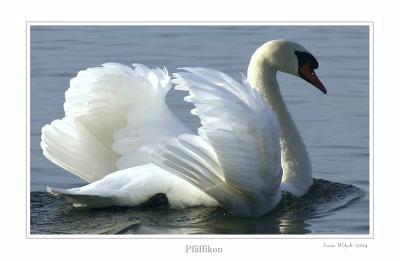 Schwan in Pfffikon SZ