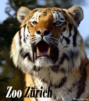 Gallery: Zoo Zrich im Winter 2005
