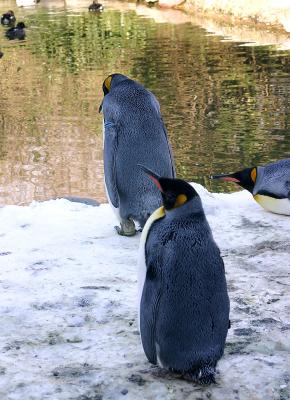 Knigs-Pinguine / Der zgerliche Pinguin (Gedicht)