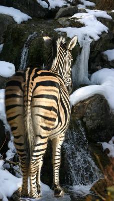 Zebra (mit Gedicht)