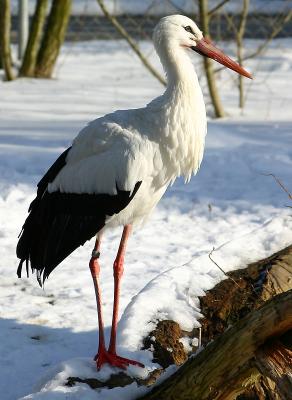 Storch