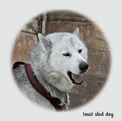 dogsledding