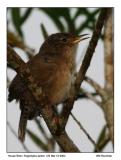 IMG_2860_HouseWren_72x11.jpg