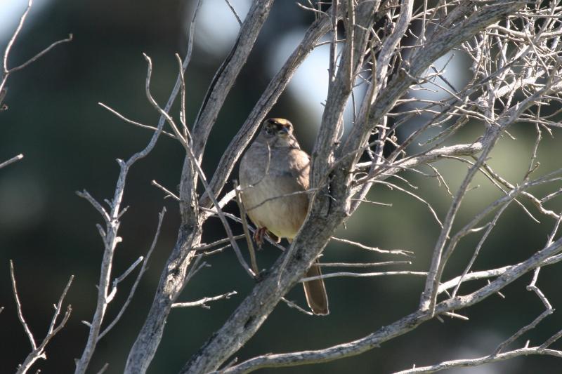 Golden-crowned Sparrow