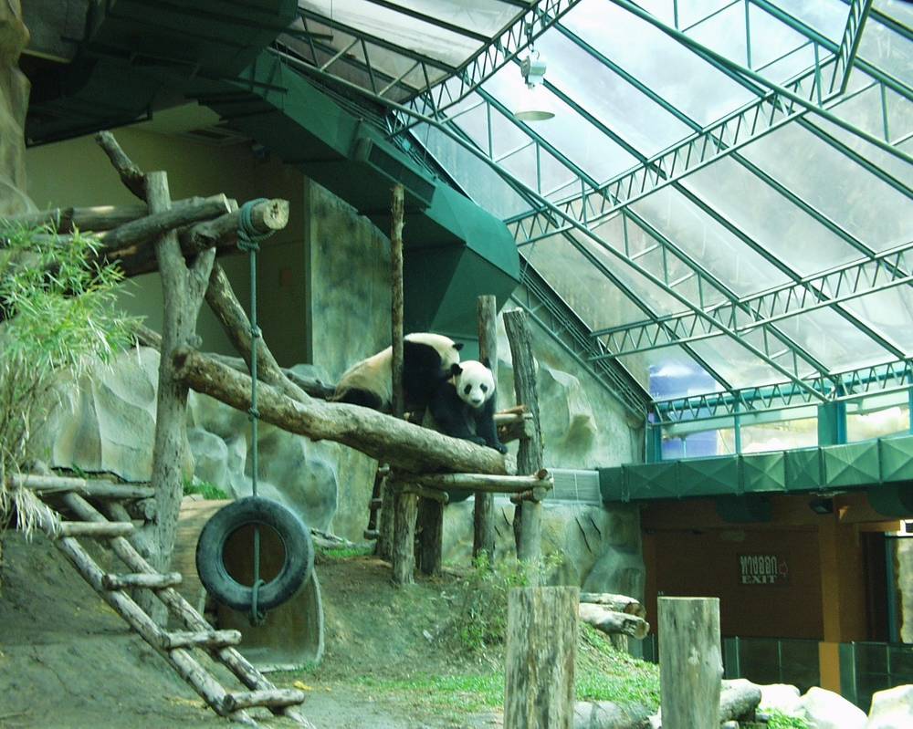 Pandas