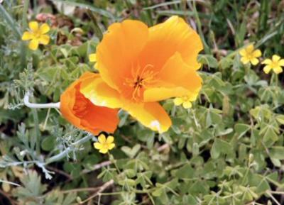 mexican gold poppy