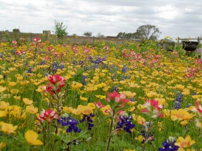 wildflowers cemetery beeville