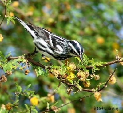 black and white warbler