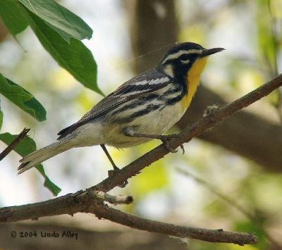 yellow throated warbler