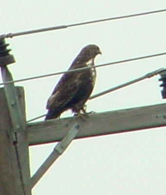 red-tailed harlens hawk