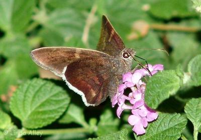 coyote cloudywing