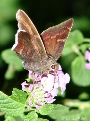 coyote cloudywing