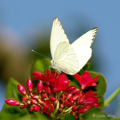 great southern white