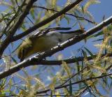 yellow-throated  vireo