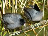 american coot