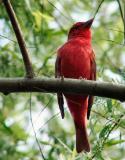 summer tanager