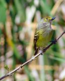 white eyed vireo