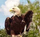 bald eagle