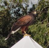 harris hawk