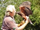 harris hawk