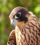 peregrine falcon