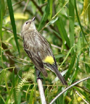 yellow-rumped warbler