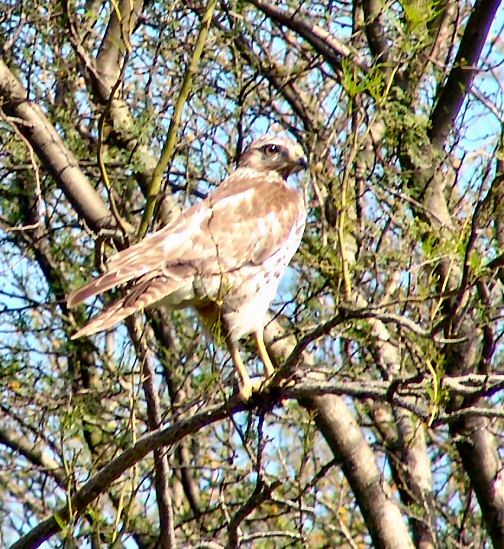 red-tailed kriders