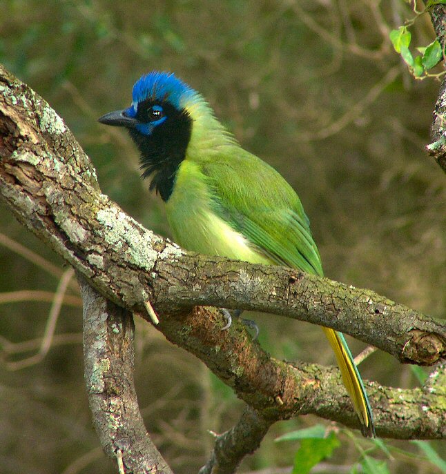 green jay